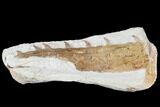 Mosasaur (Tethysaurus) Jaw Section - Goulmima, Morocco #89247-2